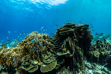 underwater scene with coral reef and fish; Surin Islands; Thailand. - 449833270