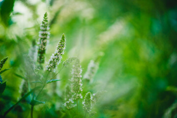 Fototapeta na wymiar fresh green mint in the garden close-up