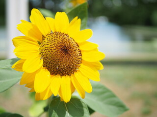 お日様の方を向いたひまわりの花