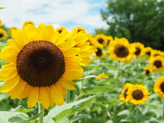 太陽を浴びて並んだひまわり