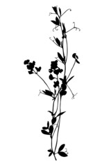 Wild flower silhouette isolated on white background.