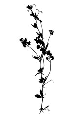 Wild flower silhouette isolated on white background.