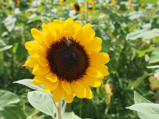 Fototapeta premium ひまわりの花とみつばち