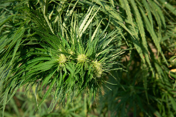 very dense and green bud of a hemp bush in a field