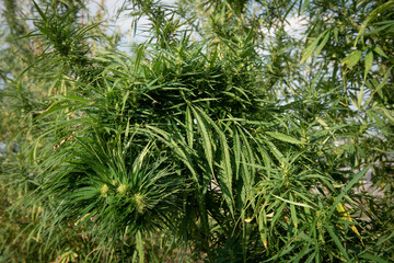 very dense and green bud of a hemp bush in a field