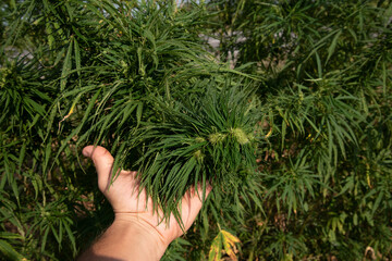 a very dense and green bud of a hemp bush in the palm of a person