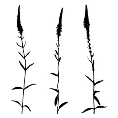 Obraz premium Set of wildflowers silhouettes isolated on white background.