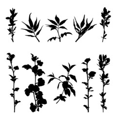 Set of vector silhouettes of twigs with leaves isolated on white background.