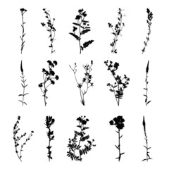 Set of wildflowers silhouettes isolated on white background.