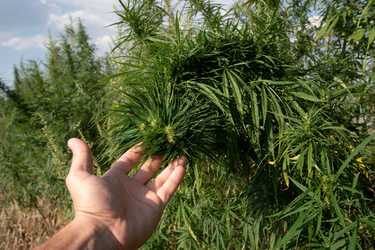 a very dense and green bud of a hemp bush in the palm of a person