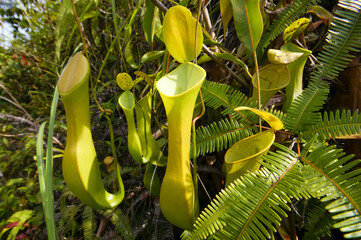 Carnivorous pitcher plant (Nepenthes reinwardtiana), Borneo, Malaysia