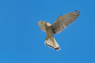 Kestrel female in flight with lizard in the beak (Falco tinnunculus)