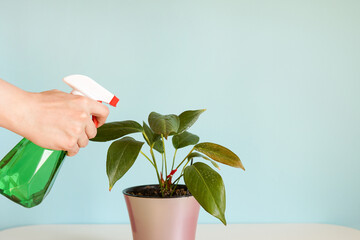Woman hand spraying leaves of home plant with water. Taking care of plants. watering spray bottle in woman hand on blue background. copy space