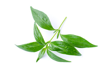  Andrographis paniculata leaf isolated on white 