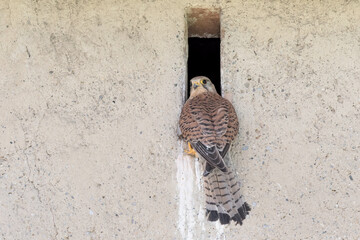 Eurasian kestrel female on nest (Falco tinnunculus)