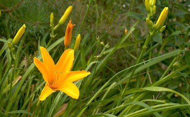 Obraz premium Kwiaty w ogrodzie