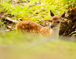 Obraz premium Deer