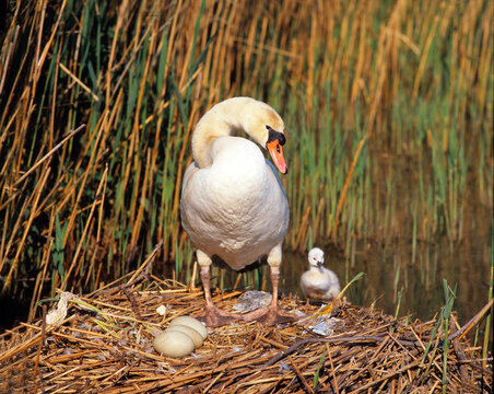 Schwan mit Jungtieren