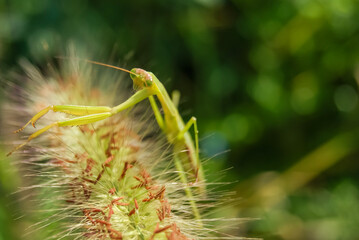 a mantis on a foxtail