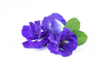 butterfly pea flower (blue pea, bluebellvine, cordofan pea, clitoria ternatea) with green leaves ...