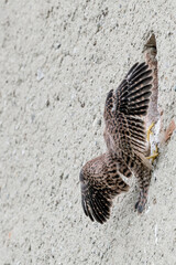 Kestrel female loses its balance on nest (Falco tinnunculus)