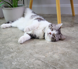 Cute cat sleep on floor with air purifier tree Monstera flower pot in living room