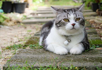 Naklejka na ściany i meble Lovely cute little cat with beautiful yellow eyes in garden outdoor