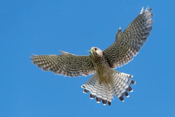 Kestrel female in flight with grasshopper in the beak (Falco tinnunculus)