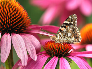 Distelfalter - Vanessa cardui auf Echinacea purpurea
