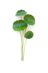 Asiatica centella leaf (Gotu Kola leaves ) isolated on white background. Top view.