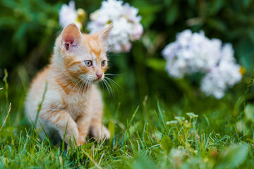 Naklejka na ściany i meble Adorable red kitten with green eyes posing outdoors in grass.