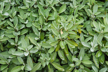 Sage - salvia officinalis. Herbs in the garden