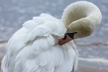 Swan cleaning feathers 