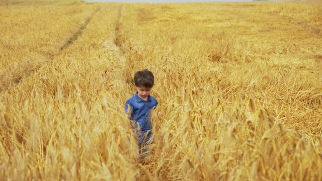 Little boy play with wheat spikelet of wheat on a field