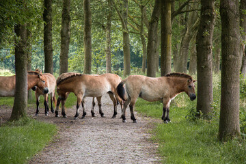 A herd of Przewalski's horses standing on a hiking trail in the Netherlands