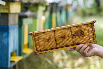 Hive body component, wooden frame with honeycombs structure held by man's hand. Blurred beehives on...