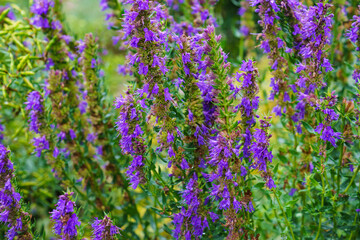 Purple flowers of Hyssopus officinalis, known as hyssop. Medicinal herb.