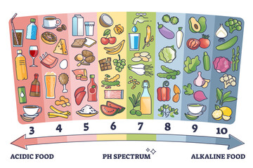 Acidic vs alkaline eating foods meal examples on PH spectrum outline diagram. Labeled educational scheme on colored nutrient axis vector illustration. Nutrient acidity levels for digestive healthcare.
