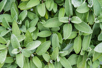 Close-up of sage plants in a herb garden. Sage - salvia officinalis.