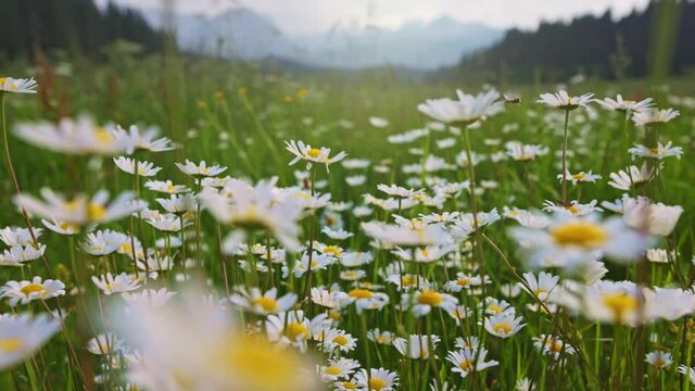 Summer field with daisies in the mountains. Camera moves between white lush daisies in dense green grass. Alpine meadow summer flora background. Gimbal shot, 4K