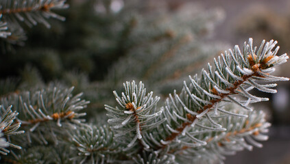 Naklejka na ściany i meble spruce branches are covered with frost in winter. fir close-up 
