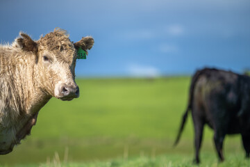  Angus and Murray Grey Cows eating long pasture in Australia