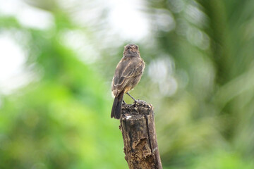 Brown rock chatter or Indian chatter, is a bird species of the Muscicapidae family.
