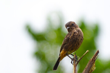 sparrow on a branch