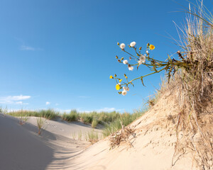yellow flowers under blue summer sky in dutch dunes