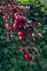 Branch of Pissardii plum with ripe plums on the background of same blurred branch and blurred green fence