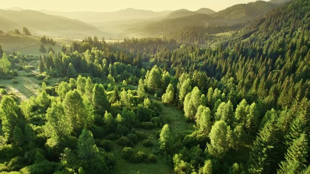 Aerial morning shot of green trees and mountains. Mountain forest in the rays of the rising sun. Summer nature background