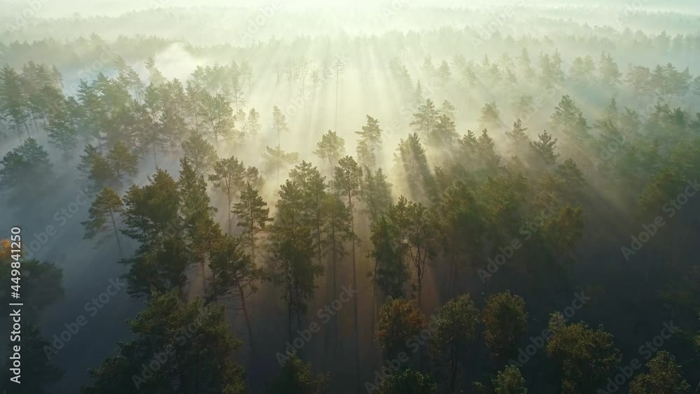 Aufkleber aerial shot of morning foggy forest with sunrays. sun breaks through the trees in the fog and forms 