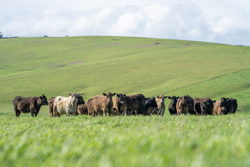 Herd of steers and beef cows, eating green grass, during spring.
