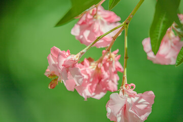 Nerium pink oleander. Beautiful flowers close up